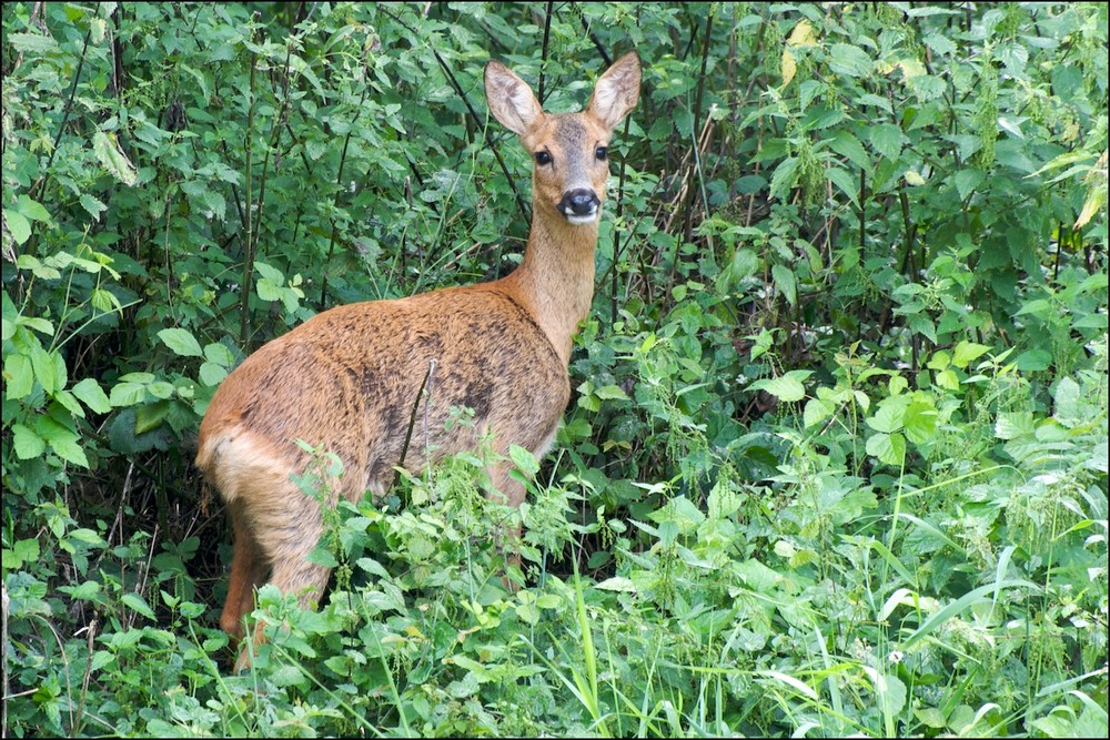 ...junges Rehwild (kein Rotwild) guckt