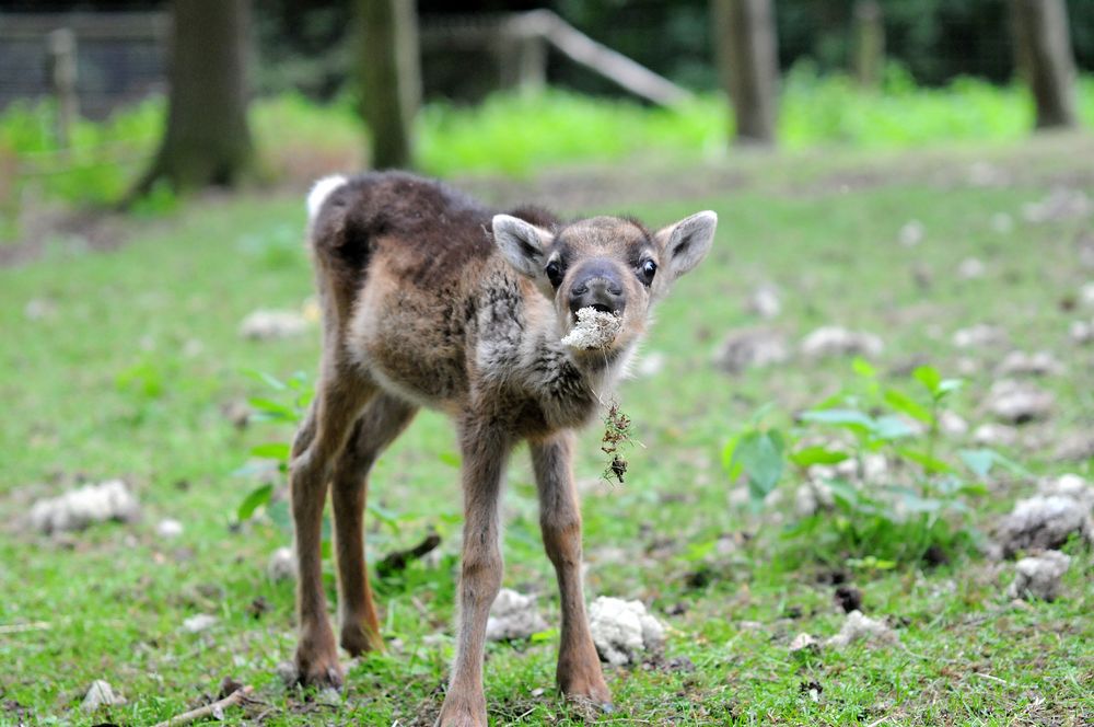 Junges Rentier mit Flechten