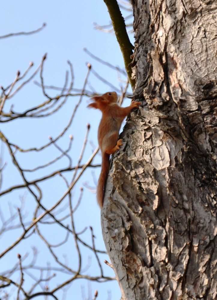 junges rotes Eichhörnchen #2