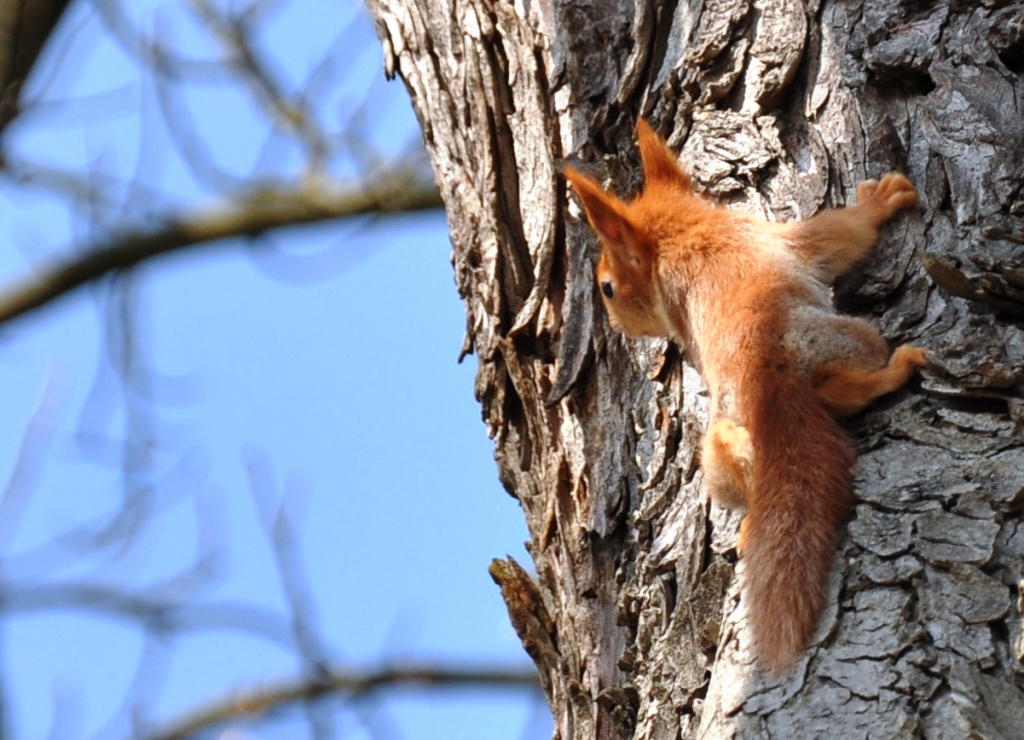 junges rotes Eichhörnchen