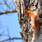 junges rotes Eichhörnchen