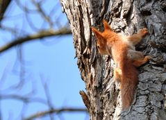 junges rotes Eichhörnchen