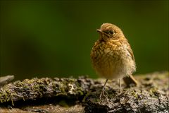Junges Rotkehlchen