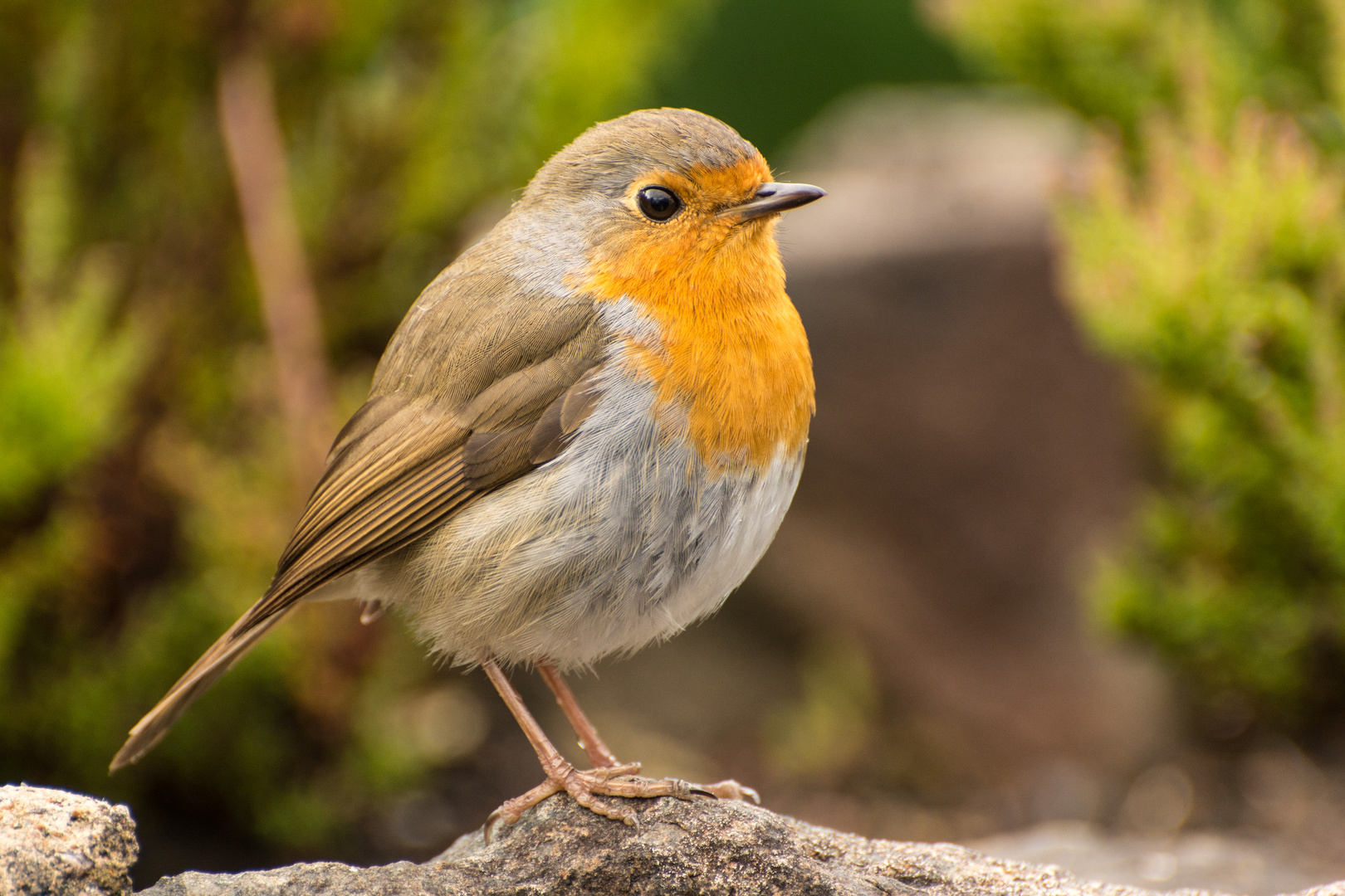 Junges Rotkehlchen Foto & Bild | tiere, wildlife, wild lebende vögel