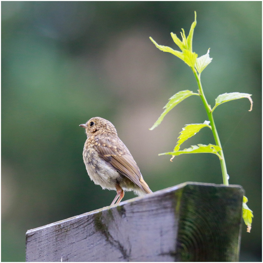 junges Rotkehlchen auf dem Pergola - Reiter