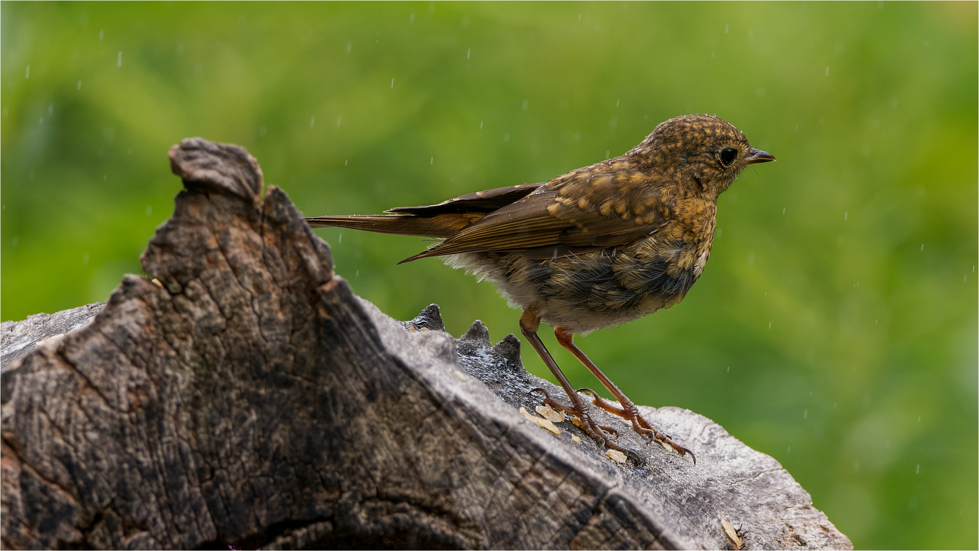 junges Rotkehlchen bei Nieselregen  .....