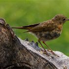 junges Rotkehlchen bei Nieselregen  .....