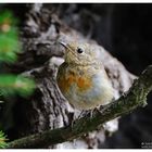 --- Junges Rotkehlchen --- ( Erithacus rubecula )