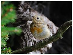 --- Junges Rotkehlchen --- ( Erithacus rubecula )