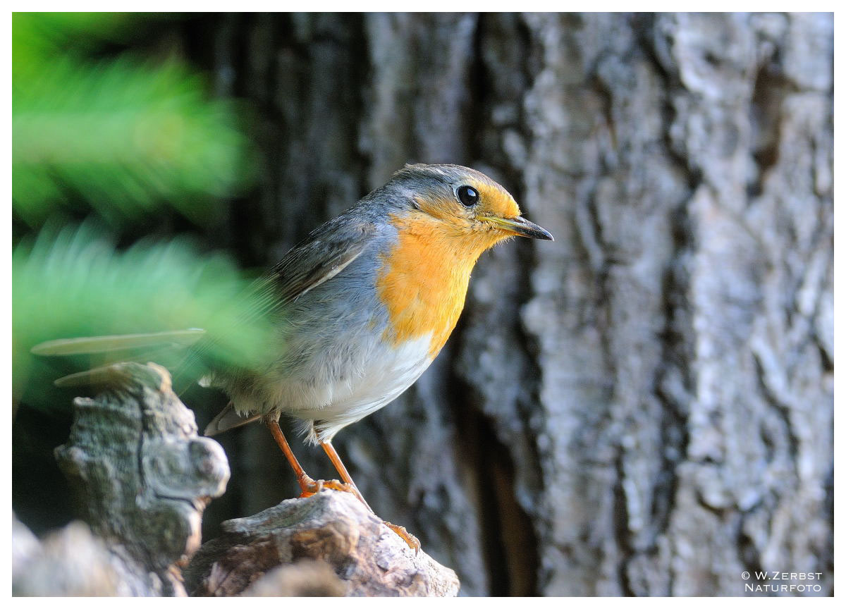 - Junges Rotkehlchen - ( Erithacus rubecula )