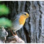 - Junges Rotkehlchen - ( Erithacus rubecula )