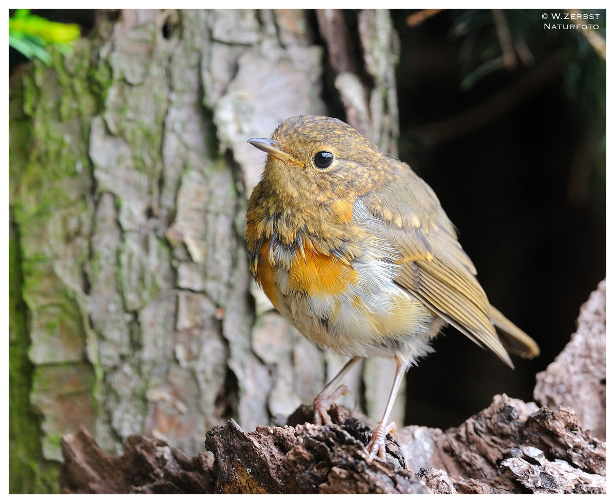 - Junges Rotkehlchen - ( Erithacus rubecula )