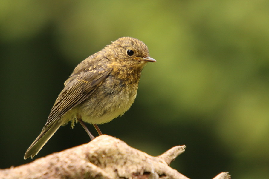 Junges Rotkehlchen ( Erithacus rubecula )