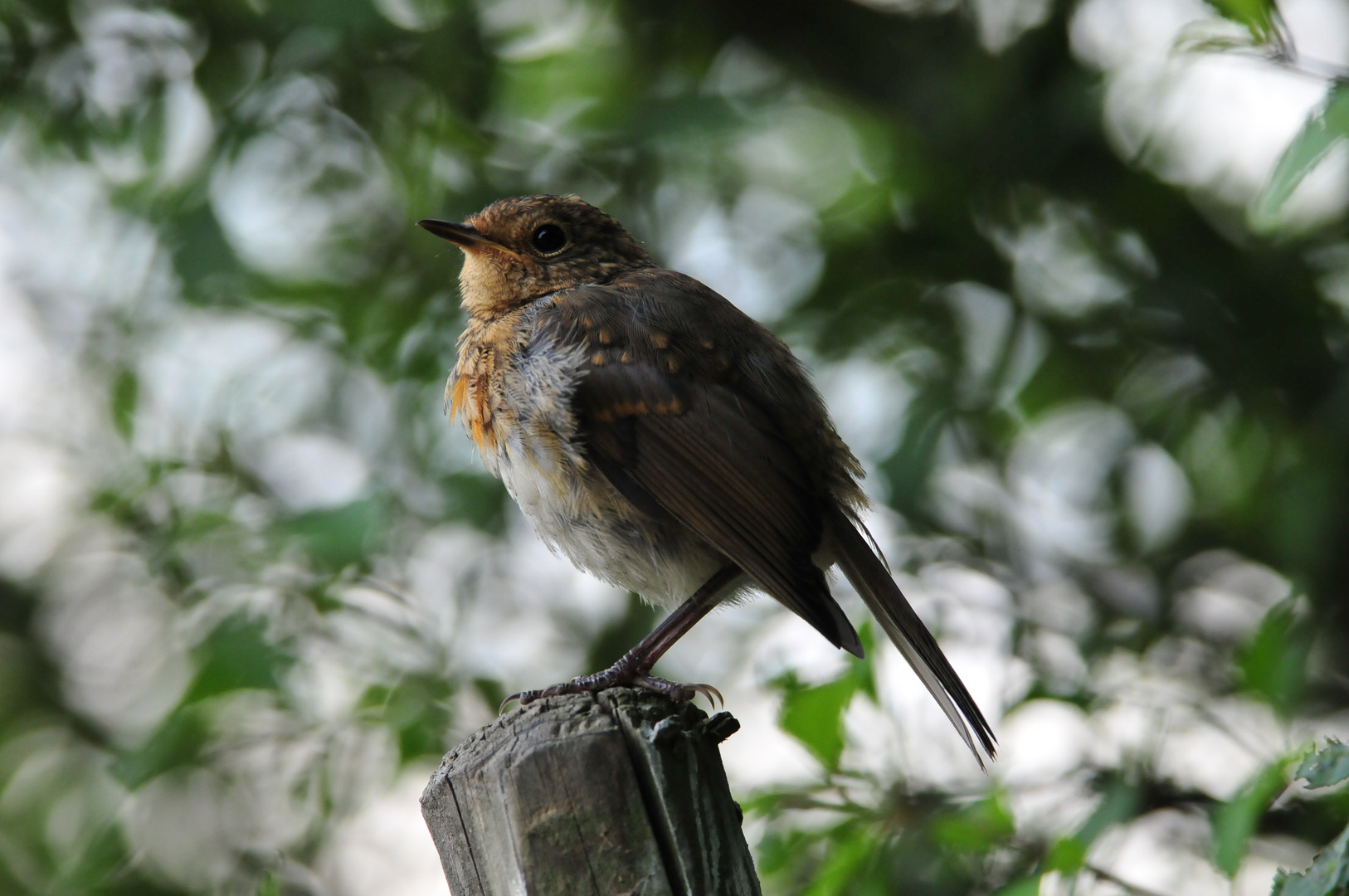 junges Rotkehlchen - Erithacus rubecula