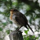 junges Rotkehlchen - Erithacus rubecula