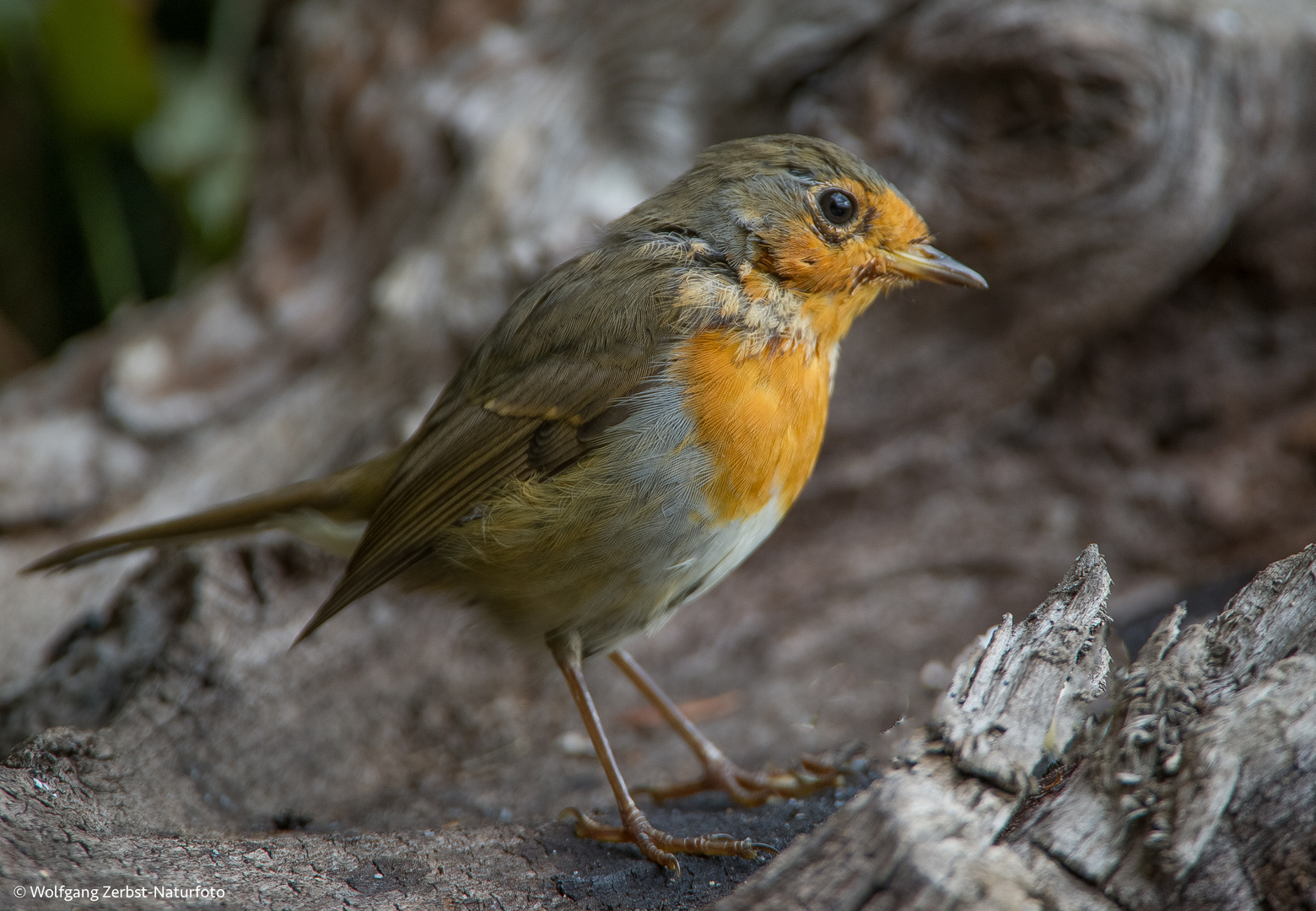 -- Junges Rotkehlchen -- ( Erithacus rubecula )