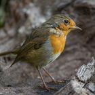 -- Junges Rotkehlchen -- ( Erithacus rubecula )