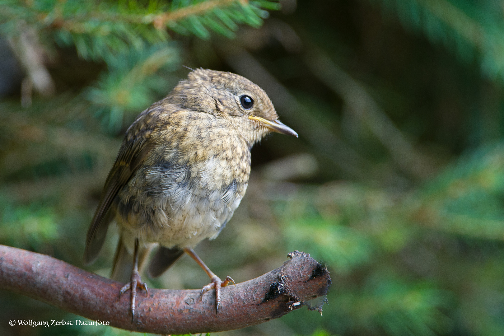 --- Junges Rotkehlchen ---    (Erithacus rubecula )