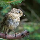 --- Junges Rotkehlchen ---    (Erithacus rubecula )