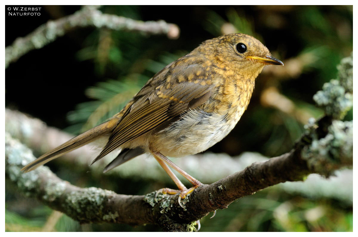 - Junges Rotkehlchen - ( Erithacus rubecula )