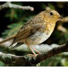 - Junges Rotkehlchen - ( Erithacus rubecula )