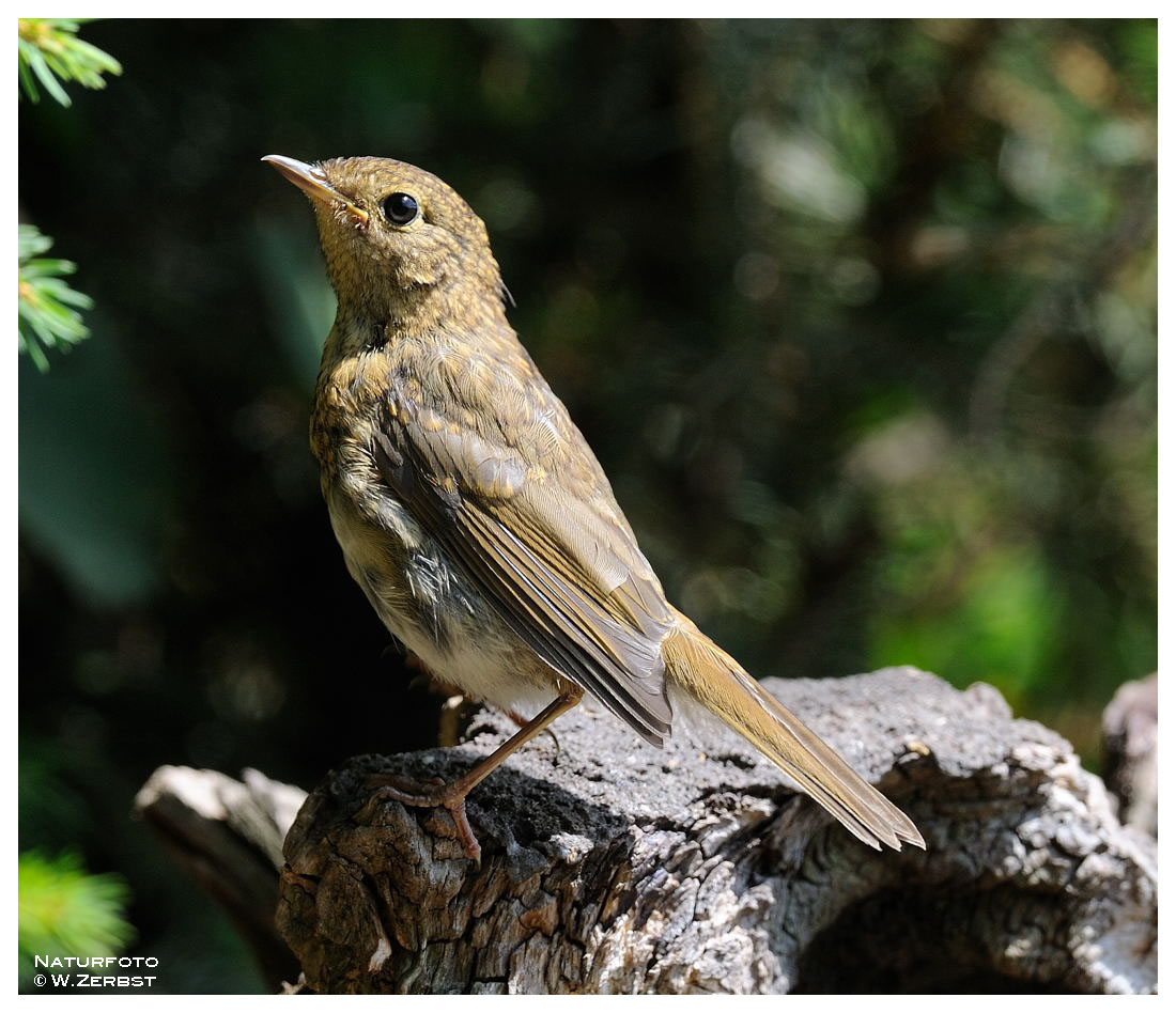 - Junges Rotkehlchen - ( Erithacus rubecula )