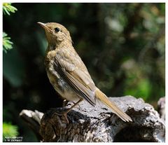 - Junges Rotkehlchen - ( Erithacus rubecula )