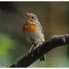 ---- Junges Rotkehlchen ---- ( Erithacus rubecula )