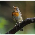 ---- Junges Rotkehlchen ---- ( Erithacus rubecula )