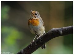 ---- Junges Rotkehlchen ---- ( Erithacus rubecula )