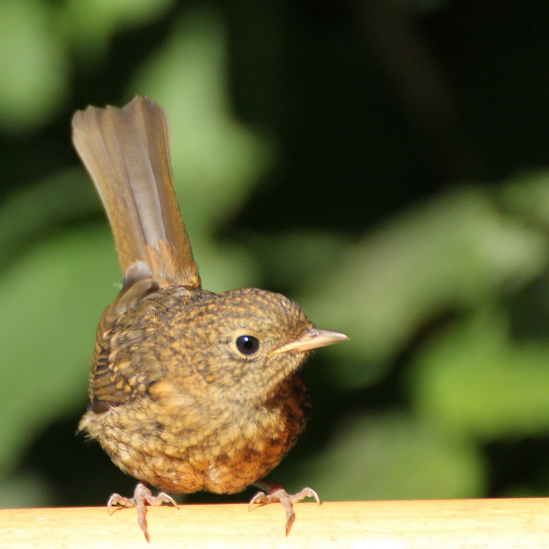 Junges Rotkehlchen guckt über den Zaun