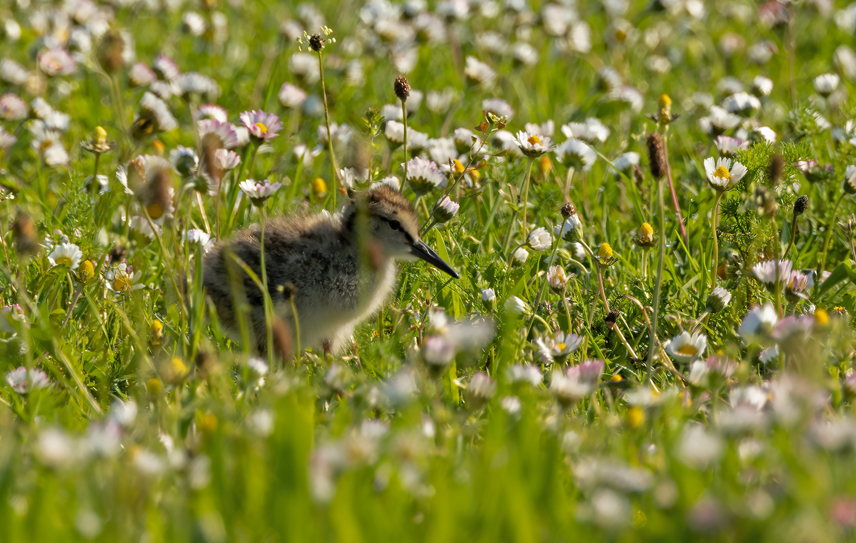 Junges Rotschenkel (Tringa totanus) 