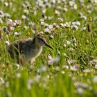 Junges Rotschenkel (Tringa totanus) 