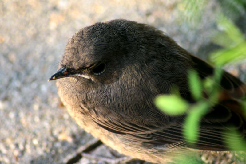 junges Rotschwänzchen