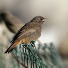 junges Rotschwänzchen in der Abendsonne