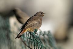 junges Rotschwänzchen in der Abendsonne