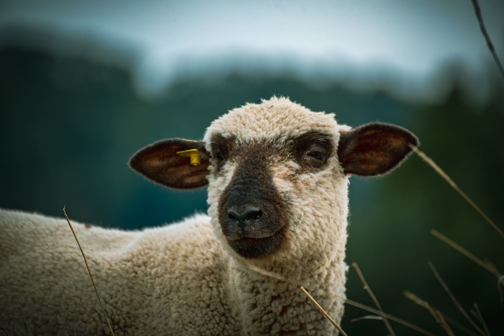 Junges Schaf 