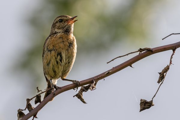 junges Schwarzkehlchen