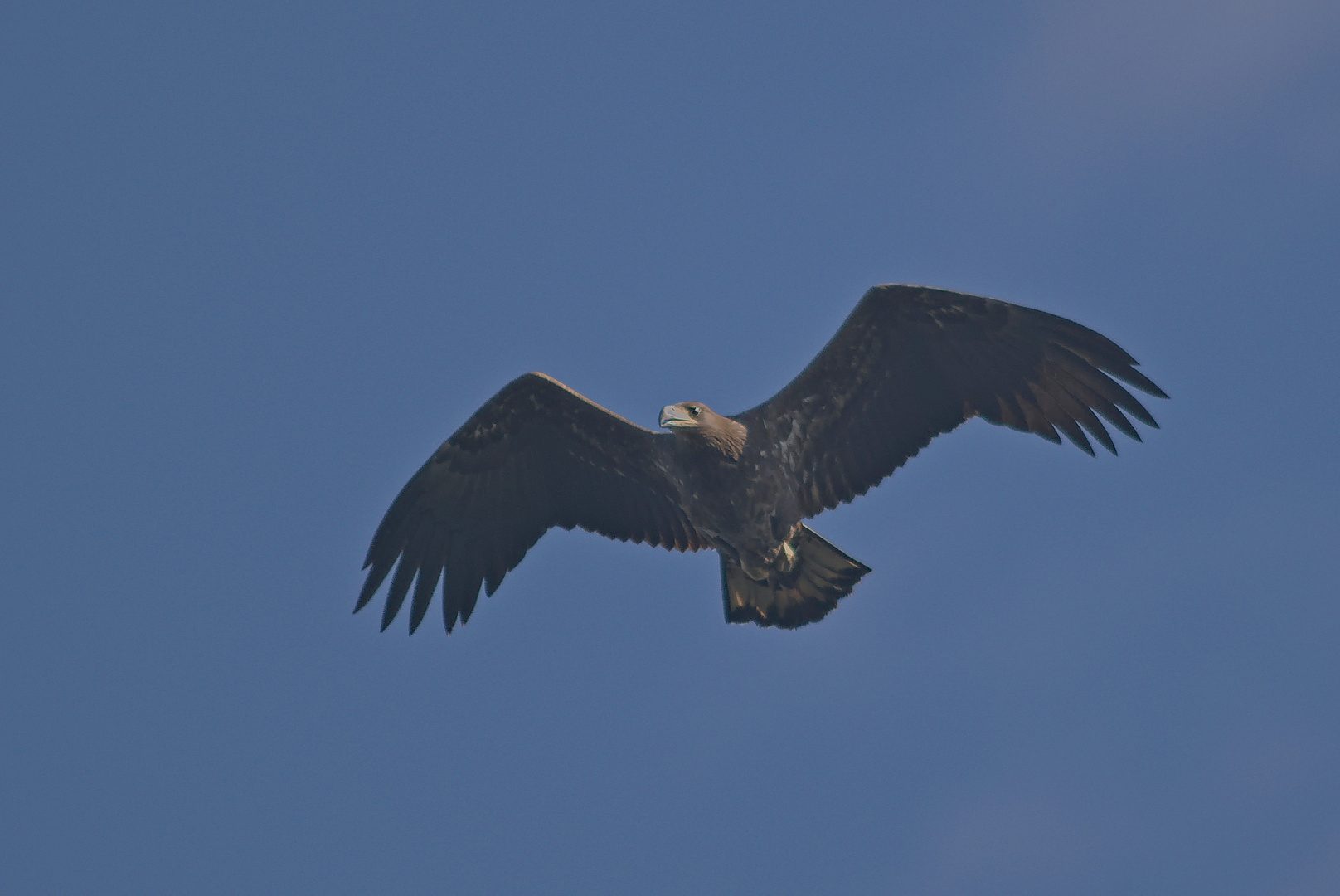 Junges Seeadler Weibchen