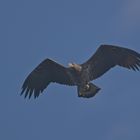 Junges Seeadler Weibchen