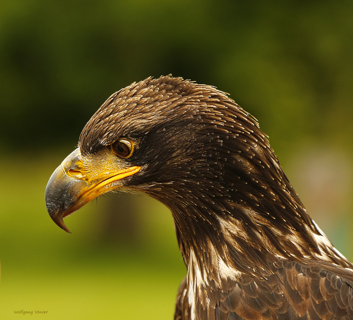 Junges Seeadlerweibchen