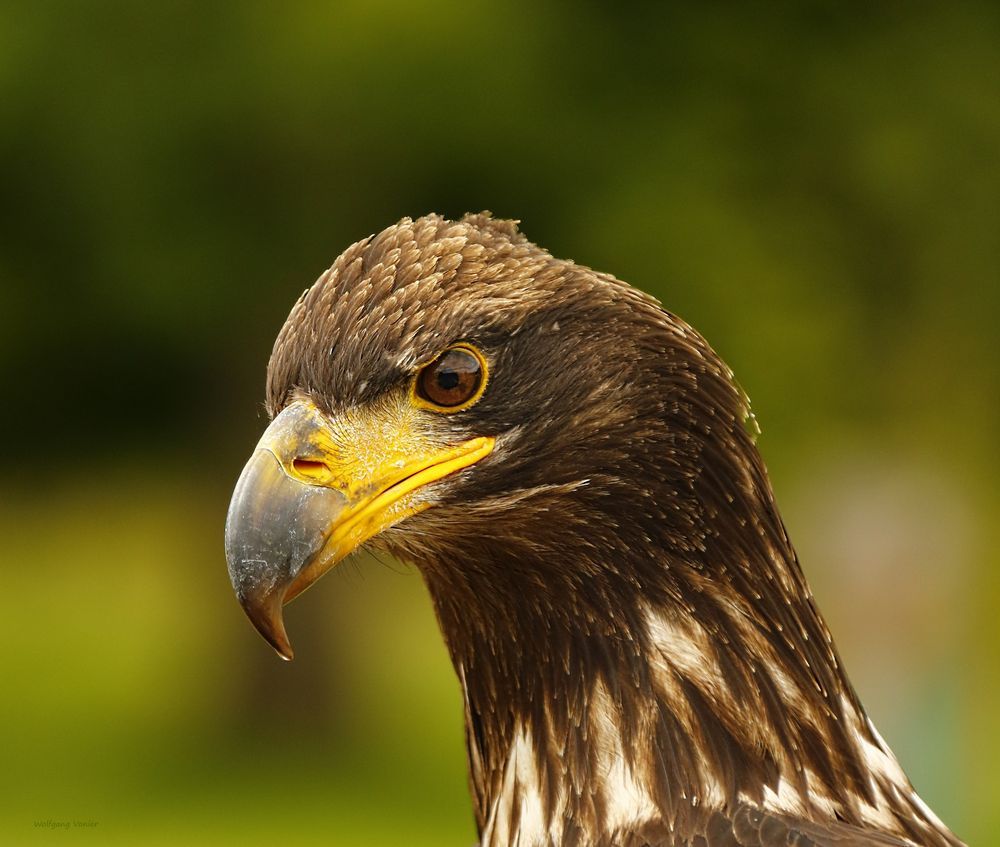 junges Seeadlerweibchen