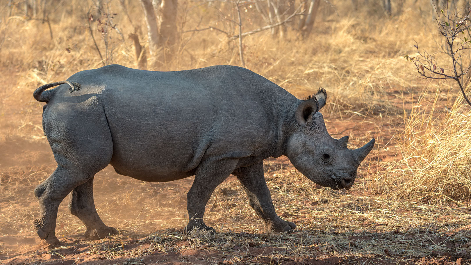 junges Spitzmaulnashorn