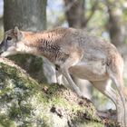 junges Steinböcken - wer einen Halm ergattern will muss halt klettern und sich recken