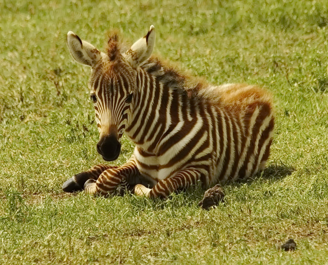 Junges Steppenzebra