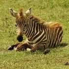 Junges Steppenzebra