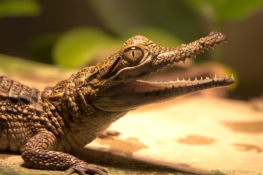 Junges Süßwasserkrokodil (~1 Jahr alt)