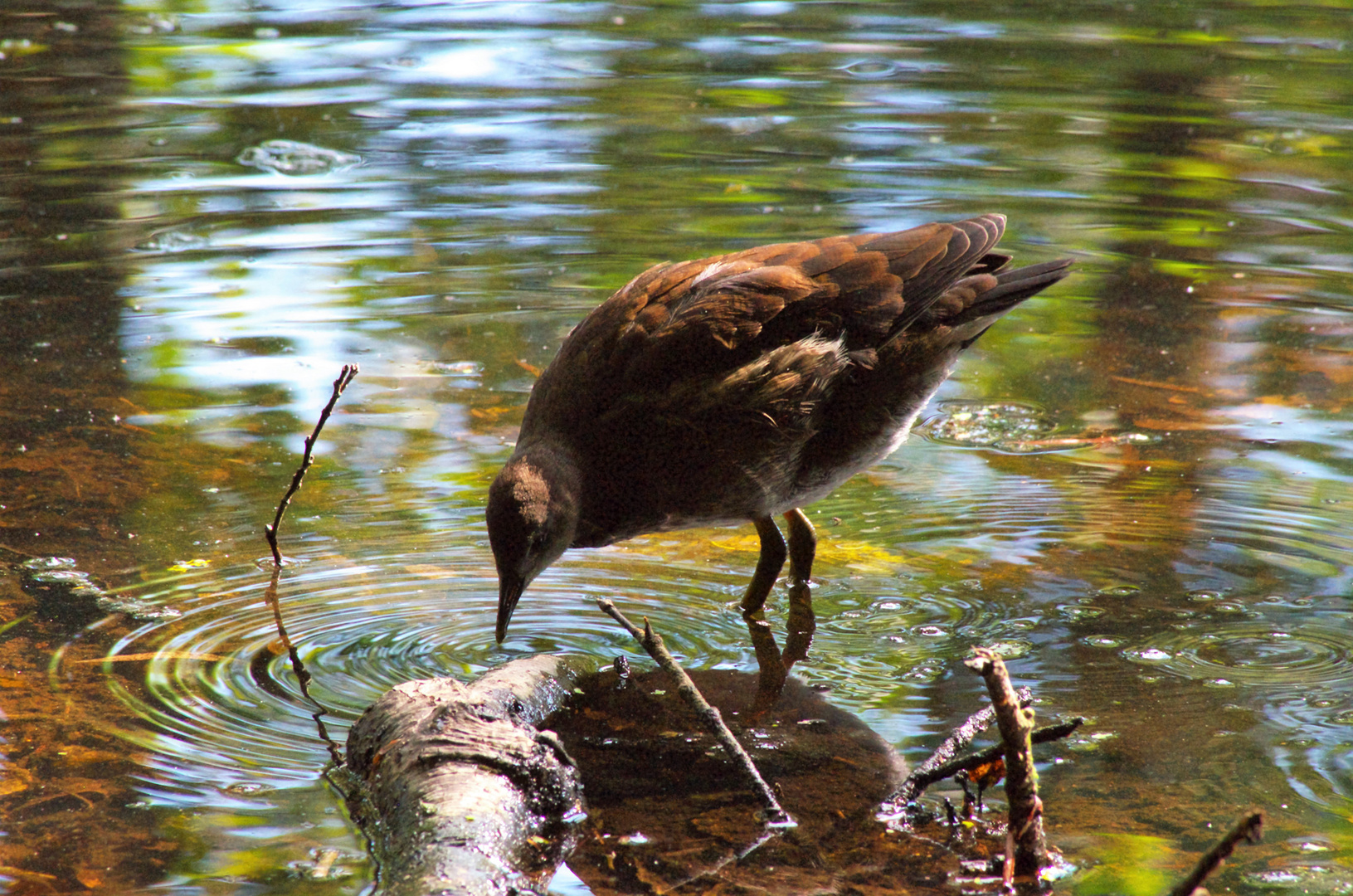 Junges Teichhuhn