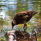 Junges Teichhuhn