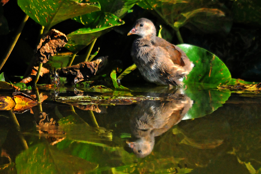 Junges Teichhuhn